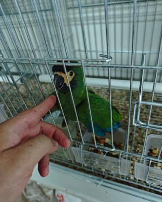Pappagallo Ara Auricollis dal collare medio