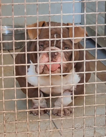 American Bully Exotic