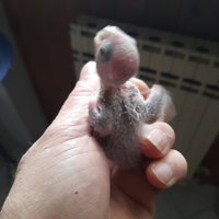 Conuri guancia verde