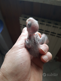 Conuri guancia verde