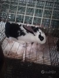 giardino e fai da te, 