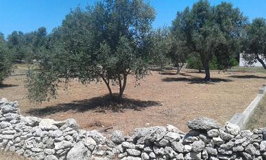 Terreno edificabile vicinanze mare