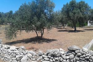 Terreno edificabile vicinanze mare