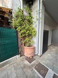 Vaso in cotto ad angolo