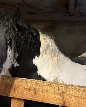 Cavallo stallone Gipsy Vanner