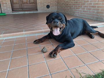 Rottweiler