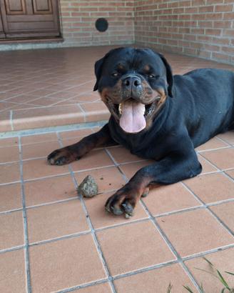 Rottweiler