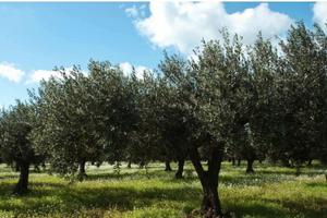 Piccolo uliveto