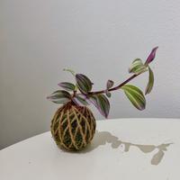 Kokedama tradescantia nanouk