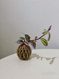 Kokedama tradescantia nanouk