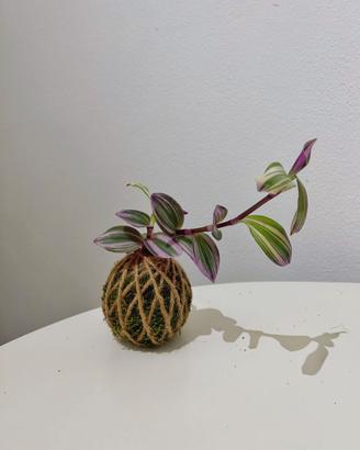 Kokedama tradescantia nanouk