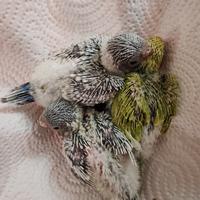 Cocorite pappagallo allevato a mano