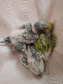 Cocorite pappagallo allevato a mano