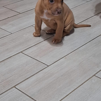 Cucciola di pitbull occhi verdi