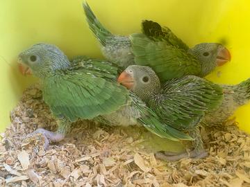 Parrocchetti dal collare parlanti