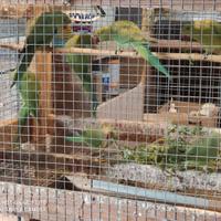 Parrocchetti dal collare