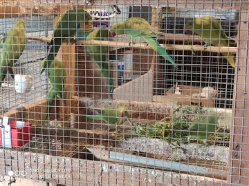 Parrocchetti dal collare