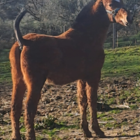 Cavalli / puledri da vetrina