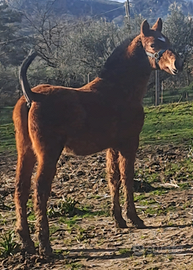 Cavalli / puledri da vetrina