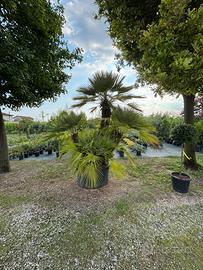 Palama Chamaerops humilis