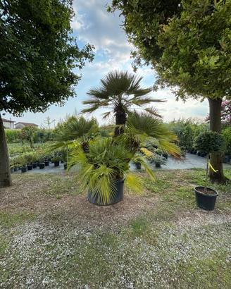 Palama Chamaerops humilis