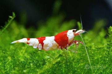 Neocaridine davidi caridina logemanni asolene spix