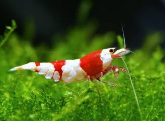 Neocaridine davidi caridina logemanni asolene spix