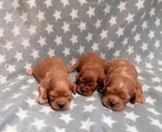 Cavapoo cuccioli