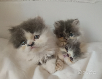Cuccioli di gatto persiano