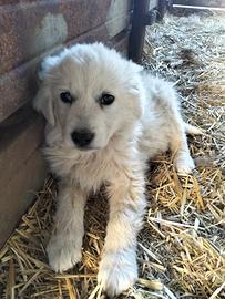 Cuccioli di pastore maremmano
