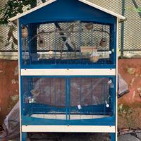 Canarino e Diamante mandarino