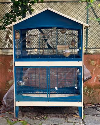 Canarino e Diamante mandarino