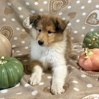 Collie pastore scozzese a pelo lungo