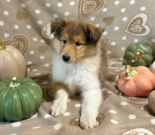 Collie pastore scozzese a pelo lungo