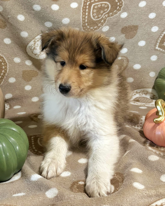 Collie pastore scozzese a pelo lungo