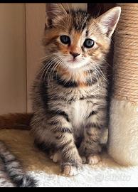 Gattini incrocio siberiano