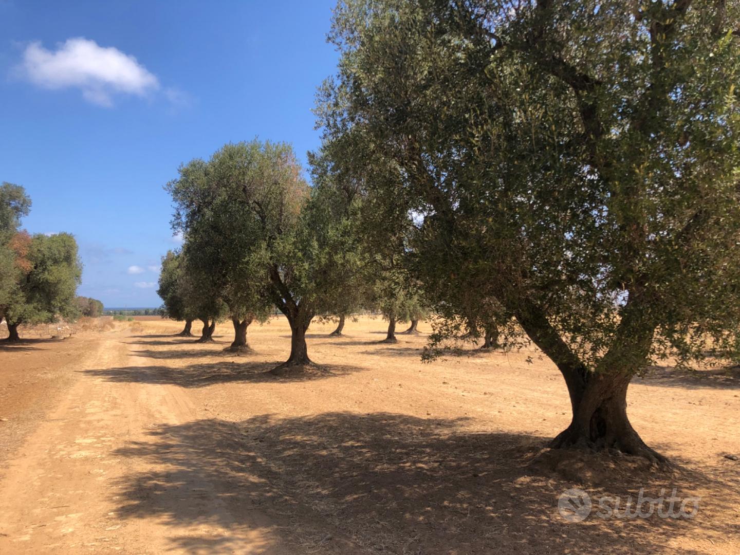 Uliveto in contrada Apani - Vista 4