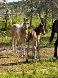 Puledri e puledre Quarab