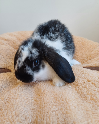 Coniglietti nani ariete