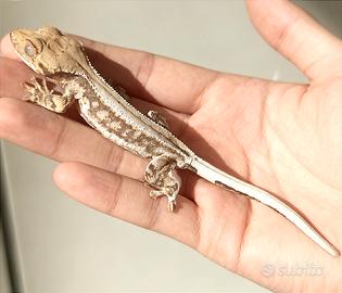Geco Ciliatus Lilly White, 6 mesi