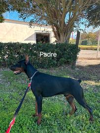 Dobermann cuccioli