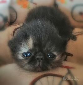 Exotic shorthair e persiani