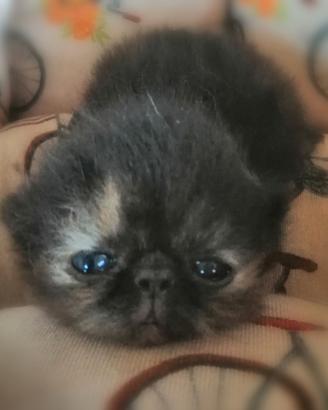 Exotic shorthair e persiani