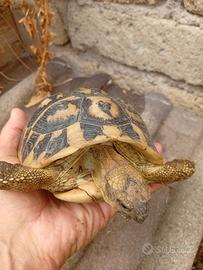 Tartaruga