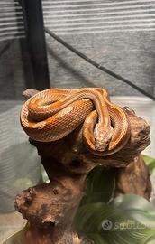 Serpenti del grano