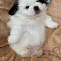 Cuccioli pechinese