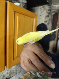 Cocoriti allevati a mano