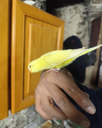 Cocoriti allevati a mano