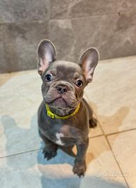 Cucciola bulldog francese