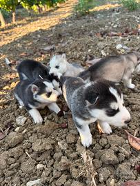 Cuccioli di siberian Husky